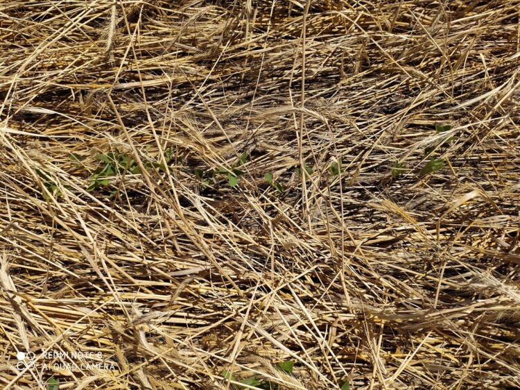 Marcelo Arriola está a la búsqueda de una agricultura reparadora: “Debemos cambiar el sistema de producción antes de que la Naturaleza nos lo haga cambiar”