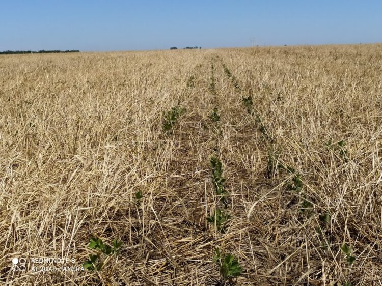 Marcelo Arriola está a la búsqueda de una agricultura reparadora: “Debemos cambiar el sistema de producción antes de que la Naturaleza nos lo haga cambiar”