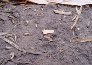 Se declaró la emergencia agropecuaria por sequía para Santiago del Estero