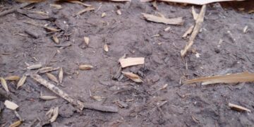 Se declaró la emergencia agropecuaria por sequía para Santiago del Estero