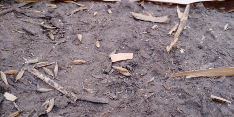 Se declaró la emergencia agropecuaria por sequía para Santiago del Estero