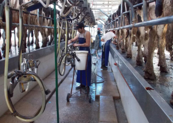 El nuevo presidente de la Industria Lechera se plantó contra una posible intervención: “En su momento fue nefasta”, recordó Ércole Felippa