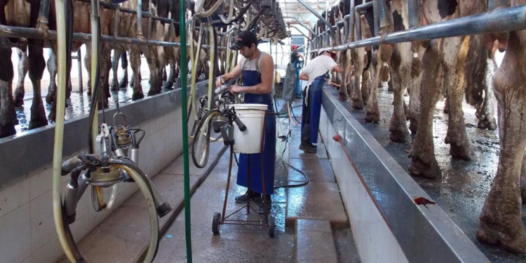 El nuevo presidente de la Industria Lechera se plantó contra una posible intervención: “En su momento fue nefasta”, recordó Ércole Felippa