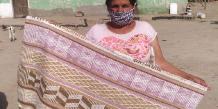 El algodón santiagueño “agroecológico” se suma al catalogo de fibras textiles que promueve el INTA