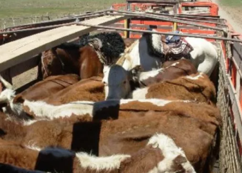 Sebastián Cunzolo, del INTA, aconseja cómo evitar los moretones y otras pérdidas en el transporte de ganado