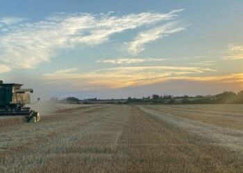 Esta vez no fue Moreno sino la sequía: La oferta de trigo será 15% menor esta campaña