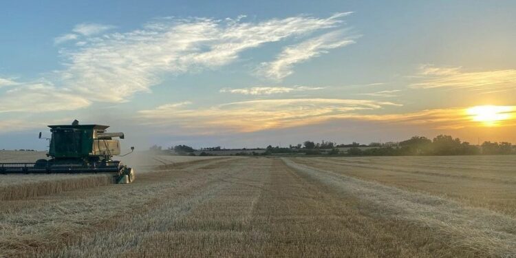Esta vez no fue Moreno sino la sequía: La oferta de trigo será 15% menor esta campaña