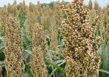 El sorgo rompe las calculadoras: Las declaraciones de exportación se multiplicaron 40 veces este año