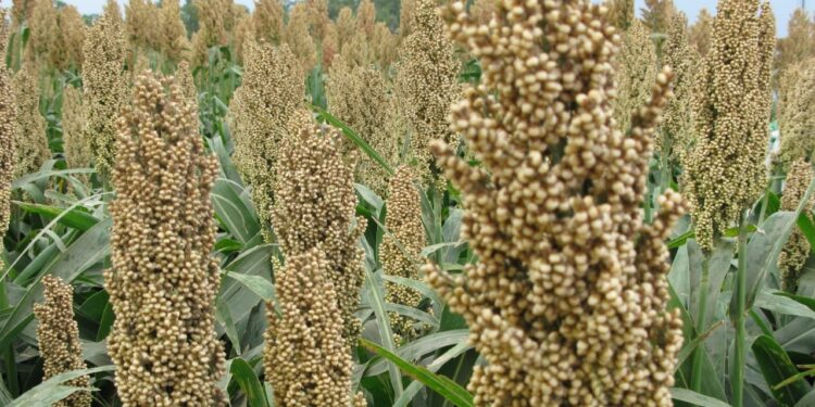 El sorgo rompe las calculadoras: Las declaraciones de exportación se multiplicaron 40 veces este año