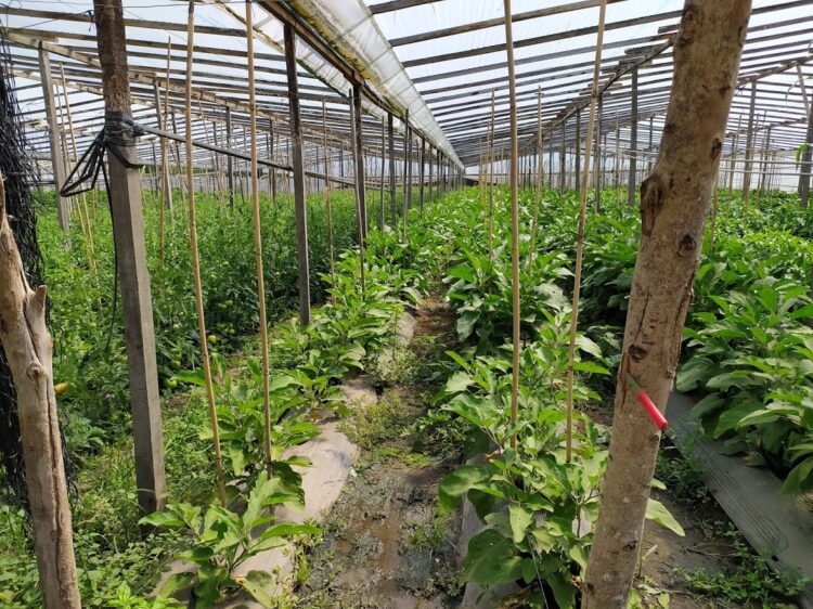 La UTT sigue inaugurando colonias agroecológicas para pequeños productores: ¿Cómo funciona la primera experiencia de este tipo en Jáuregui?