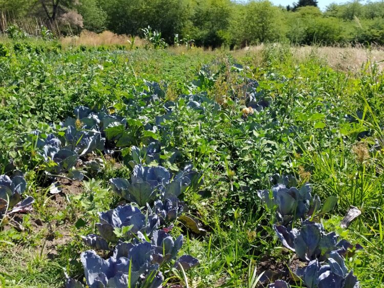 La UTT sigue inaugurando colonias agroecológicas para pequeños productores: ¿Cómo funciona la primera experiencia de este tipo en Jáuregui?