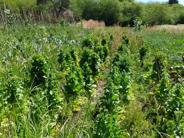 La UTT sigue inaugurando colonias agroecológicas para pequeños productores: ¿Cómo funciona la primera experiencia de este tipo en Jáuregui?