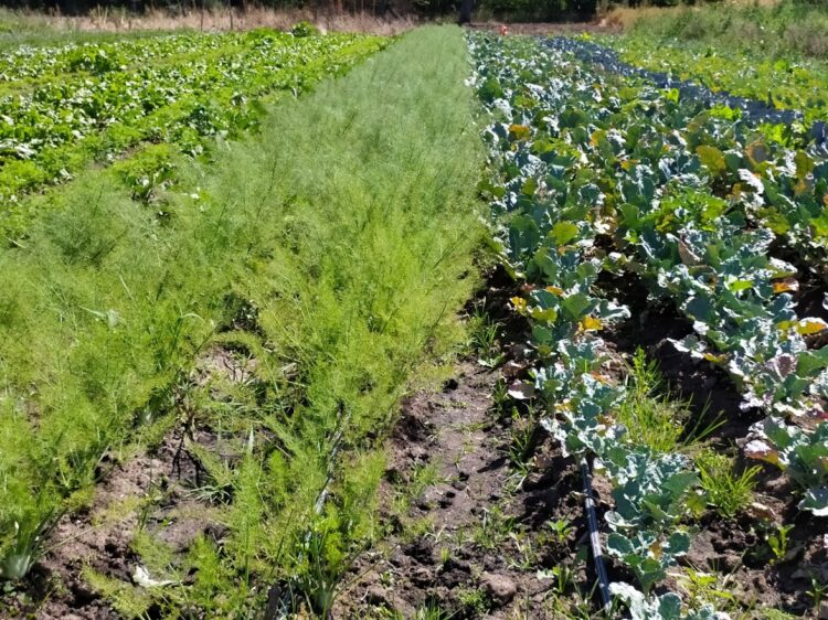 La UTT sigue inaugurando colonias agroecológicas para pequeños productores: ¿Cómo funciona la primera experiencia de este tipo en Jáuregui?