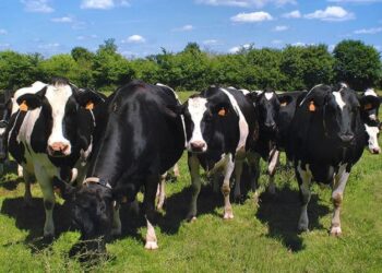 Nestlé estima que para 2021 podría tener los primeros tambos certificados produciendo leche orgánica