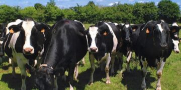 Nestlé estima que para 2021 podría tener los primeros tambos certificados produciendo leche orgánica
