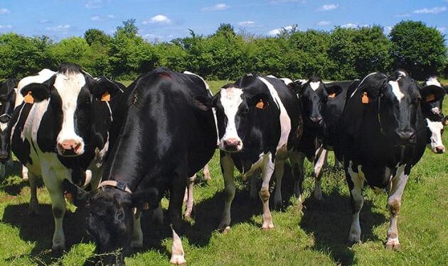 Nestlé estima que para 2021 podría tener los primeros tambos certificados produciendo leche orgánica