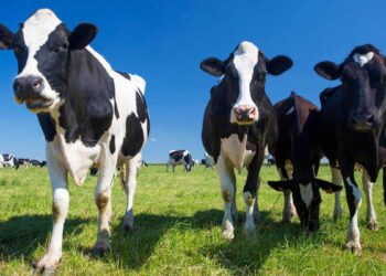 ¿Y cómo andan los tambos CREA? Planean producir 4% más el próximo verano, pero condicionados por la sequía y la baja de precios