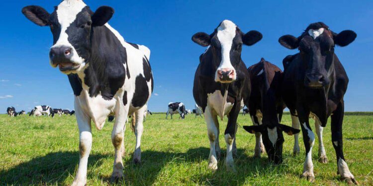 ¿Y cómo andan los tambos CREA? Planean producir 4% más el próximo verano, pero condicionados por la sequía y la baja de precios