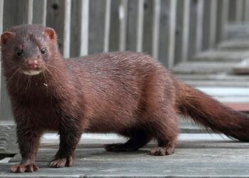 ¿Y a mi por qué me miran? Canadá informó sobre el contagio masivo de Coronavirus en un criadero de visones