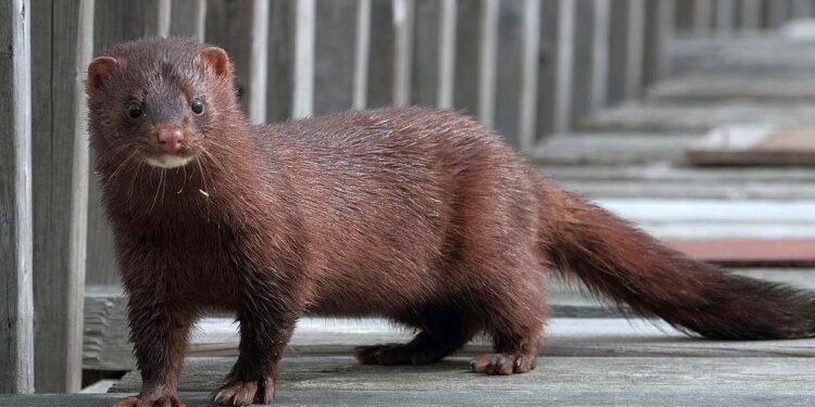 ¿Y a mi por qué me miran? Canadá informó sobre el contagio masivo de Coronavirus en un criadero de visones