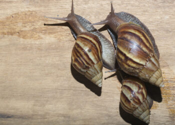 Tranquilidad: el caracol encontrado en el oeste bonaerense no es el peligroso gigante africano