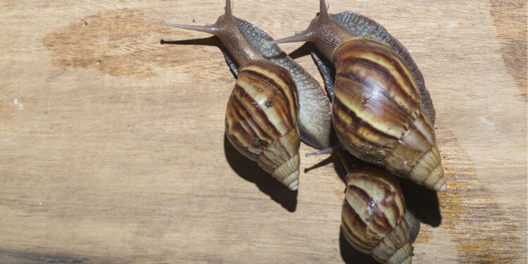 Tranquilidad: el caracol encontrado en el oeste bonaerense no es el peligroso gigante africano