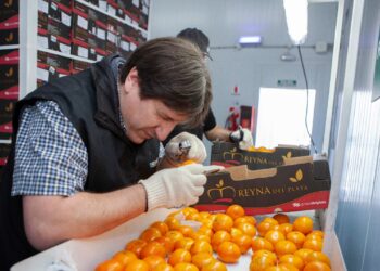 El Senasa introduce nuevas exigencias para evitar la aparición de mancha negra en cítricos destinados a la Unión Europea