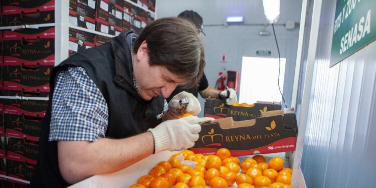 El Senasa introduce nuevas exigencias para evitar la aparición de mancha negra en cítricos destinados a la Unión Europea