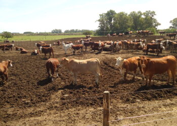 Los feedlots lograron recortar las enormes pérdidas registradas en 2020 pero siguen sin poder ganar dinero