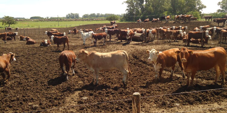 Los feedlots lograron recortar las enormes pérdidas registradas en 2020 pero siguen sin poder ganar dinero