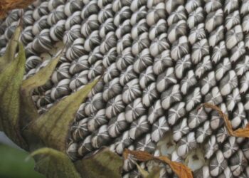 Buena noticia para el girasol alto oleico: Ya no podrán elaborarse facturas artesanales con margarinas producidas con aceites hidrogenados