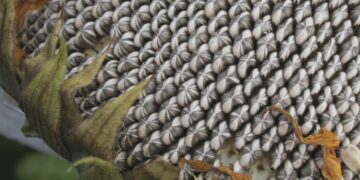 Buena noticia para el girasol alto oleico: Ya no podrán elaborarse facturas artesanales con margarinas producidas con aceites hidrogenados