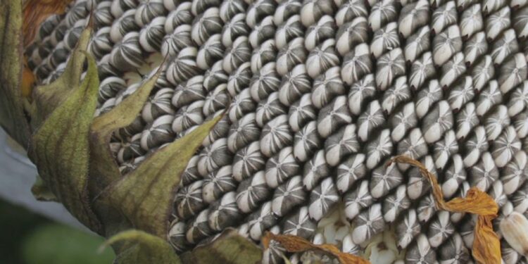 Buena noticia para el girasol alto oleico: Ya no podrán elaborarse facturas artesanales con margarinas producidas con aceites hidrogenados