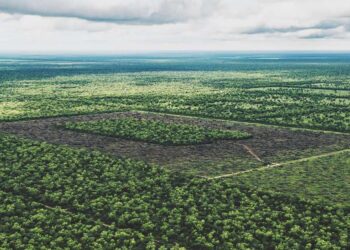 ¿Es posible hacer soja responsable? “Hoy cada vez más empresas requieren que se produzca en suelos no deforestados”, reconoce Rodolfo Rossi