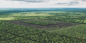 ¿Es posible hacer soja responsable? “Hoy cada vez más empresas requieren que se produzca en suelos no deforestados”, reconoce Rodolfo Rossi