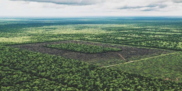 ¿Es posible hacer soja responsable? “Hoy cada vez más empresas requieren que se produzca en suelos no deforestados”, reconoce Rodolfo Rossi