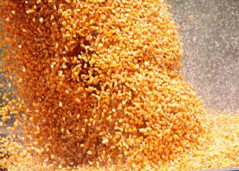 Los precios del maíz comenzaron a incorporar la posibilidad de una restricción de oferta generada por una medida de fuerza del agro