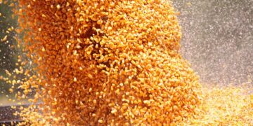 Los precios del maíz comenzaron a incorporar la posibilidad de una restricción de oferta generada por una medida de fuerza del agro