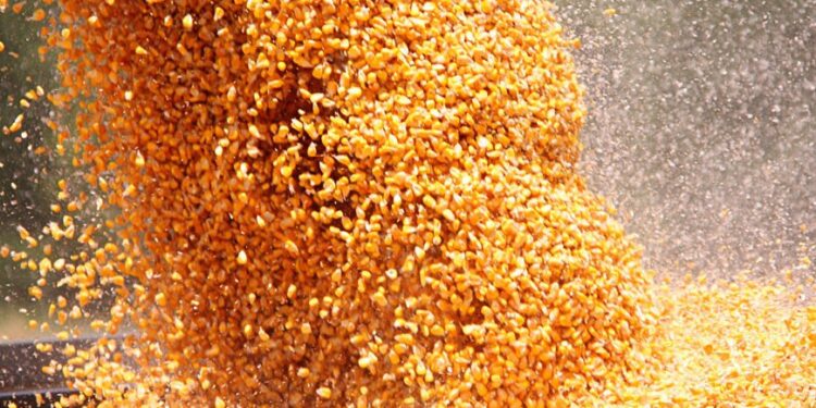 Los precios del maíz comenzaron a incorporar la posibilidad de una restricción de oferta generada por una medida de fuerza del agro