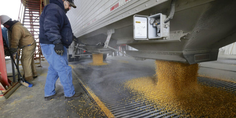 Los fondos tomaron ganancias pero el escenario sigue siendo inédito: EE.UU. ya comprometió el 70% del saldo exportable de maíz