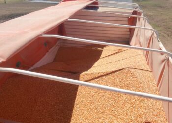 Miércoles de Mesas de Cereales: Integrantes de las cadenas de valor de trigo y maíz trabajan para consensuar mecanismos que aseguren el abastecimiento interno