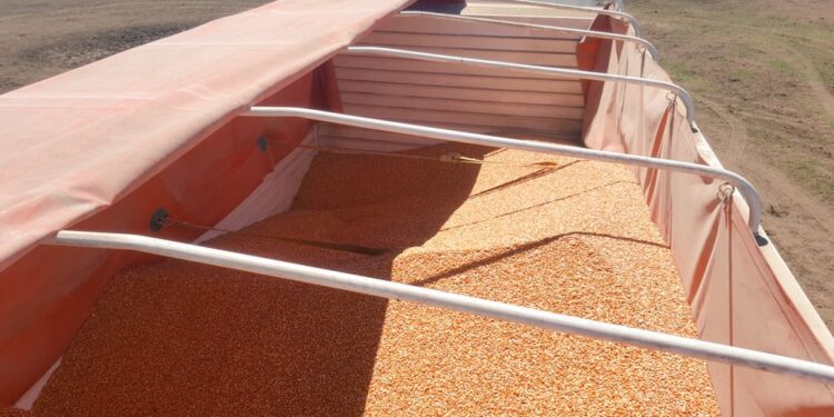 Miércoles de Mesas de Cereales: Integrantes de las cadenas de valor de trigo y maíz trabajan para consensuar mecanismos que aseguren el abastecimiento interno