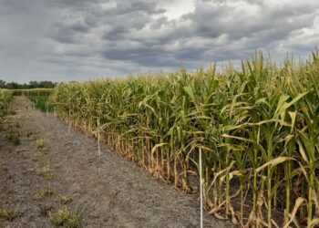 Un 30% del área de maíz temprano en la zona núcleo pampeana está en condición crítica por la sequía