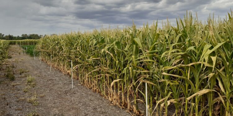 Un 30% del área de maíz temprano en la zona núcleo pampeana está en condición crítica por la sequía
