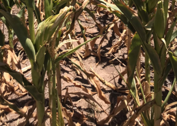 Los fondos de inversión comenzaron a “recular” en soja pero están más comprados que nunca en maíz