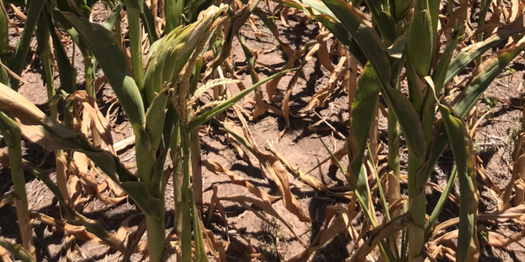 Los fondos de inversión comenzaron a “recular” en soja pero están más comprados que nunca en maíz