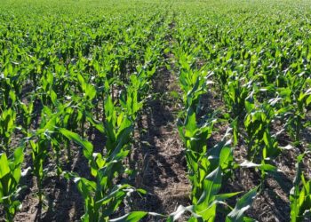 Por el “efecto susto” productores argentinos vendieron una cifra récord de 1,90 millones de toneladas de maíz 2020/21 en apenas dos semanas