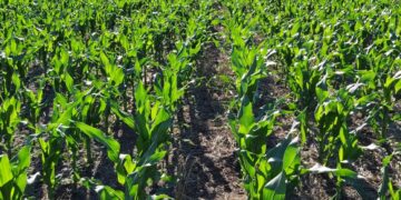 Por el “efecto susto” productores argentinos vendieron una cifra récord de 1,90 millones de toneladas de maíz 2020/21 en apenas dos semanas