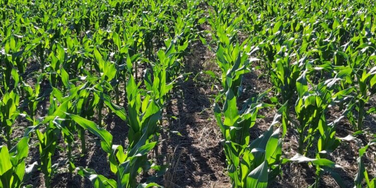 Por el “efecto susto” productores argentinos vendieron una cifra récord de 1,90 millones de toneladas de maíz 2020/21 en apenas dos semanas