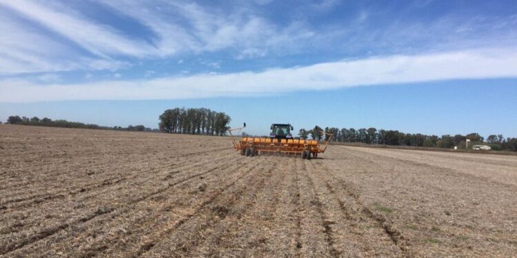 Terminó la siembra de soja en la Argentina con una perspectiva de producción que (por ahora) es de 46 millones de toneladas